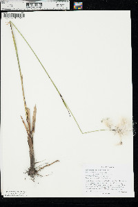 Eriophorum angustifolium image