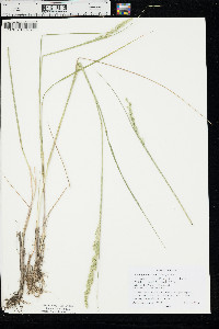 Calamagrostis stricta subsp. inexpansa image