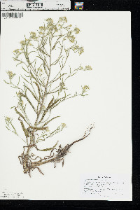 Cryptantha fendleri image
