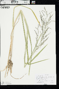 Glyceria grandis image