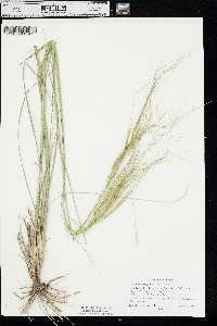 Hesperostipa spartea image