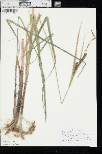 Carex lacustris image
