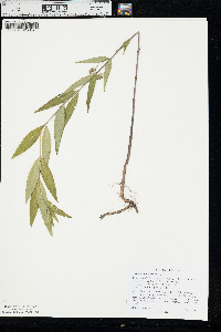 Lysimachia thyrsiflora image