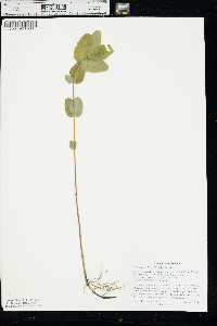 Triadenum fraseri image