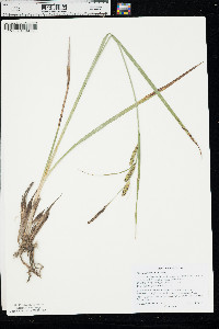 Carex nebrascensis image