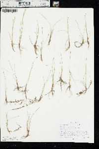 Eleocharis wolfii image
