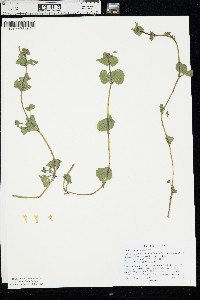 Erythranthe geyeri image
