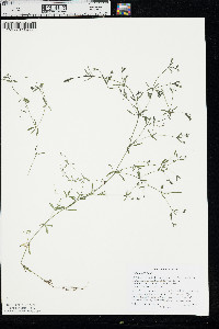Galium trifidum image