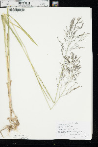 Glyceria grandis image