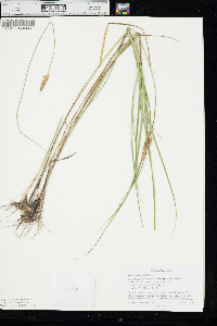 Carex sartwellii image