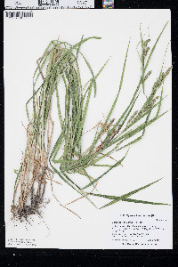 Carex davisii image