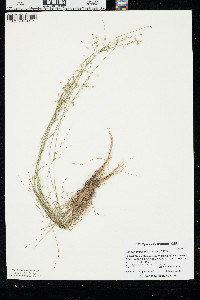Juncus anthelatus image