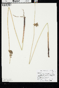 Juncus effusus var. solutus image