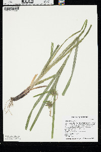 Carex grayi image