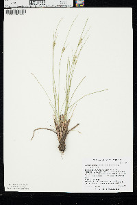 Juncus interior image