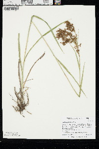 Scirpus pendulus image