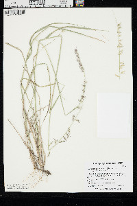 Bouteloua curtipendula var. curtipendula image