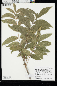 Carya illinoinensis image