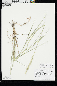 Pascopyrum smithii image