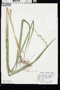Diarrhena obovata image