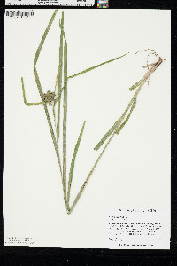 Carex grayi image