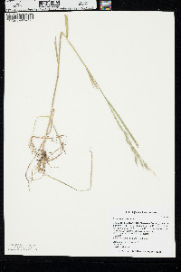 Bromus racemosus image