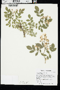 Rosa multiflora image