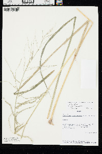Diplachne fusca subsp. fascicularis image