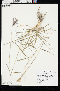 Bothriochloa ischaemum image