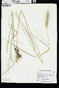 Elymus riparius image