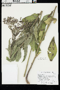 Vernonia baldwinii image