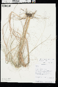 Eragrostis hirsuta image