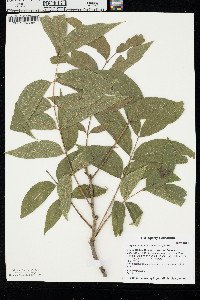 Carya illinoinensis image