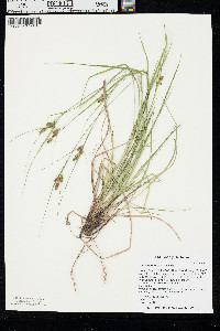 Carex caroliniana image