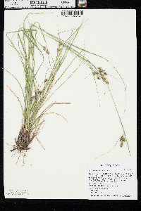 Carex caroliniana image