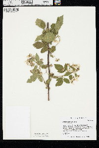 Rubus bushii image