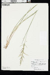 Coleataenia rigidula subsp. rigidula image