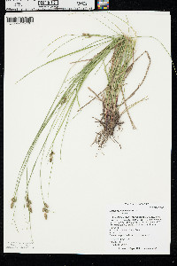 Carex caroliniana image