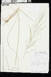 Diplachne fusca subsp. uninervia image