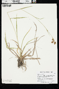 Scirpus pendulus image