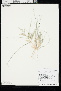 Diplachne fusca subsp. fascicularis image