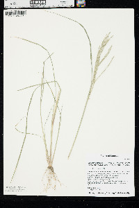 Diplachne fusca image