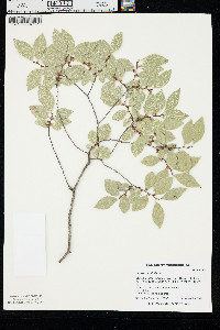 Ulmus parvifolia image