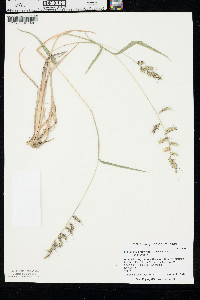 Echinochloa muricata var. muricata image