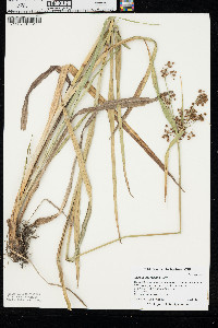 Scirpus georgianus image