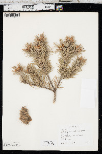 Pseudotsuga menziesii image