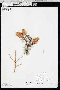 Picea pungens image