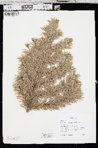 Pseudotsuga menziesii image