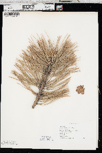 Pinus ponderosa image
