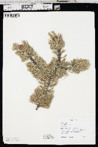 Pinus flexilis image